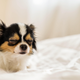 Image for article titled How to Care for Your Dog or Cat in Their Old Age